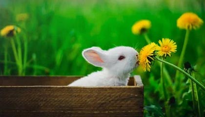 英超单场：切尔西2:0胜富勒姆 VAR介入改变比赛走向